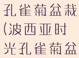 波西亚时光孔雀菊盆栽(波西亚时光孔雀菊盆栽视频)