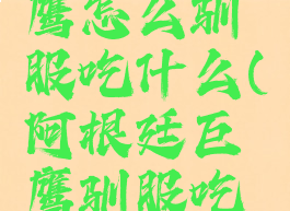 阿根廷巨鹰怎么驯服吃什么(阿根廷巨鹰驯服吃什么饲料)